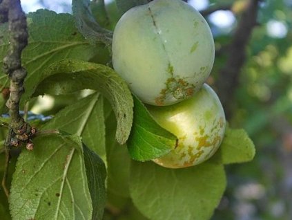 Ringlota 'Zelená Ringlota ' - kontajner
