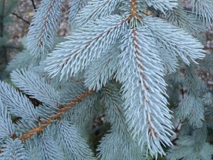 Smrek pichľavý 'Glauca Majestic Blue'