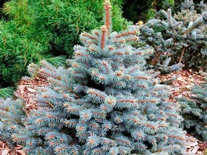 Smrek pichľavý 'Glauca Royal Blue'