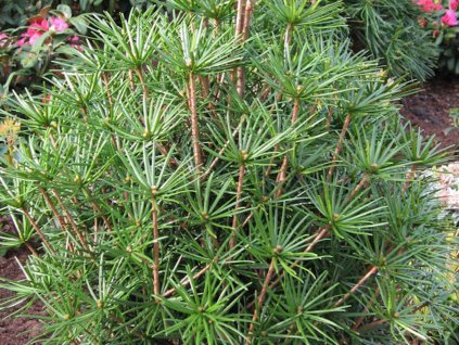 Dáždnikovec praslenovitý 'Green Diamond'