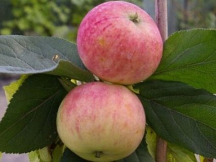 Jabloň stĺpovitá 'Ciepa' - kontajner