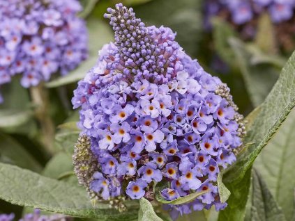 Budleja Dávidova 'Little Rockstars'® Blue