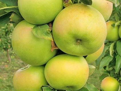 Jabloň stĺpovitá 'Greencats' - kontajner