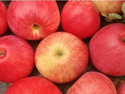 Jabloň stĺpovitá 'Galina' - kontajner