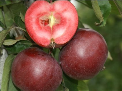 Jabloň stĺpovitá 'Pomfital' - kontajner