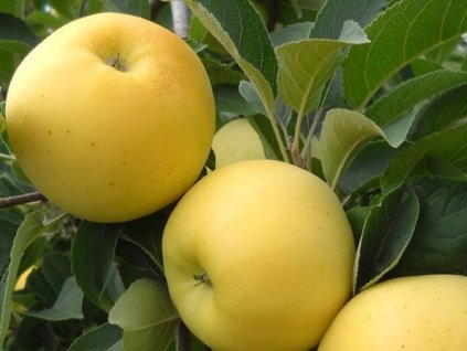 Jabloň zakrslá 'Garden Gold' - kontajner