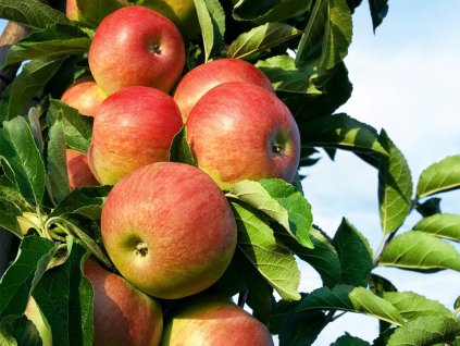 Jabloň stĺpovitá 'Starcats' - kontajner