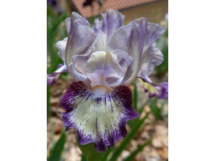 Kosatec nemecký 'Agatha Christie' - Iris germanica 'Agatha Christie'