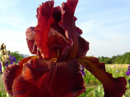 Kosatec nemecký 'Fort Apache' - Iris germanica 'Fort Apache'