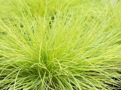 Kostrava sivá 'AmiGold' - Festuca glauca 'AmiGold'
