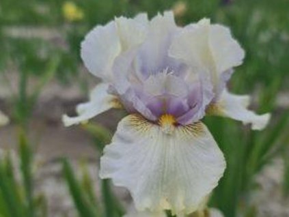 Kosatec nemecký 'Amakiki' - Iris germanica 'Amakiki'