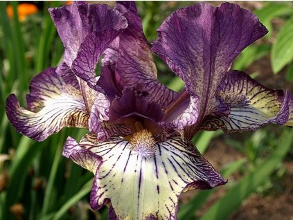 Kosatec nemecký'Gnu Rayz' - Iris germanica 'Gnu Rayz'