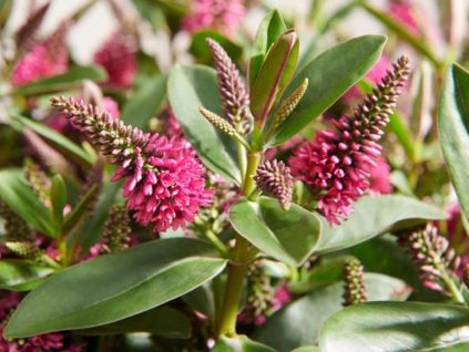 Hebe addenda  'Donna Elsa'