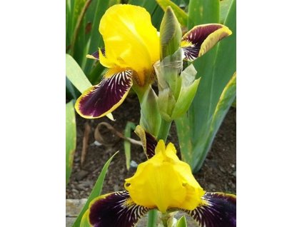 Kosatec nemecký 'Bumblebee Deelite' - Iris germanica 'Bumblebee Deelite'