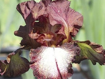 Kosatec nemecký 'Burgundy Brown' - Iris germanica 'Burgundy Brown'