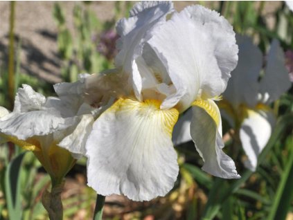 Kosatec nemecký 'Arctic Sunrise' - Iris germanica 'Arctic Sunrise'
