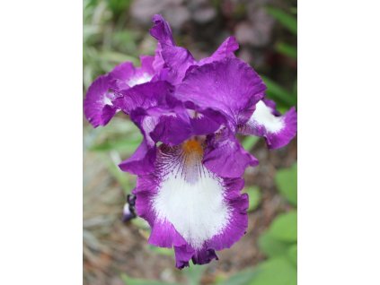 Kosatec nemecký'Cozy Calico' - Iris germanica 'Cozy Calico'