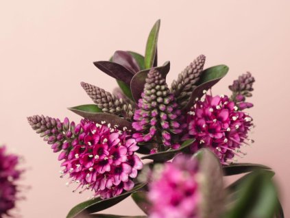 Hebe addenda  'Vinoa Pink'