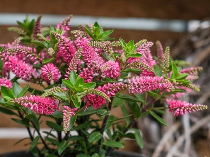 Hebe 'All Blooms - mix'