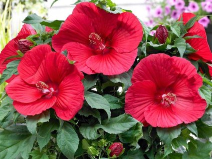 Ibišek bahenný 'Oak Red'