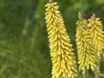 Fakľovka 'Green Jade' - Kniphofia 'Green Jade'