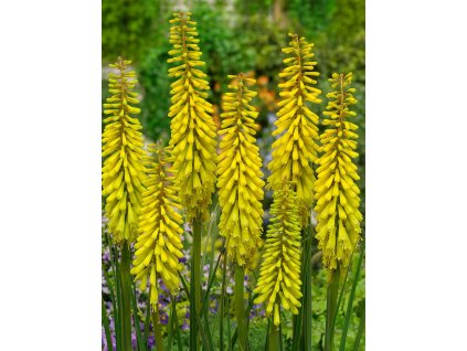 Fakľovka 'Sunningdale Yellow' - Kniphofia 'Sunningdale Yellow'