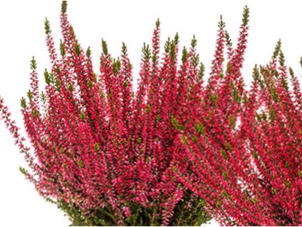 Vres obyčajný 'Saphira Red'