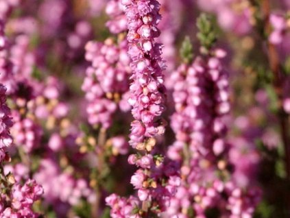 Vres obyčajný 'Monique'