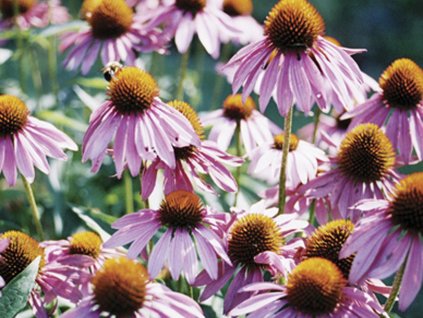 Echinacea purpurová 'Profusion' - Echinacea purpurea 'Profusion'