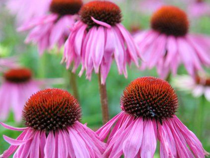 pink mis