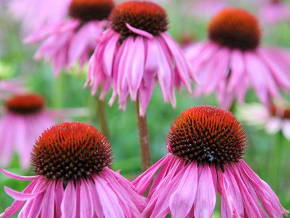 Echinacea 'Pink Mist' - Echinacea 'Pink Mist'