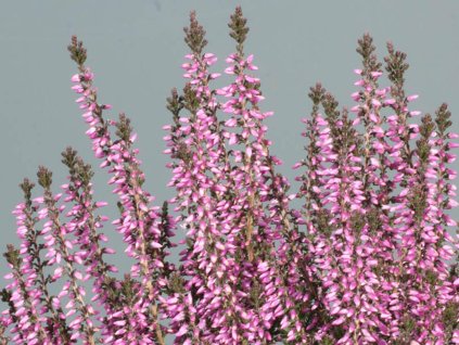 Vres obyčajný 'Fruhe Lisbeth'