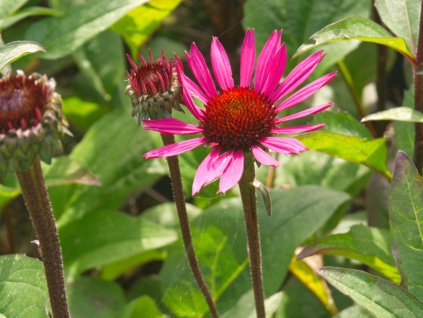 Echinacea purpurová 'Fatal Atraction' - Echinacea purpurea 'Fatal Atraction'