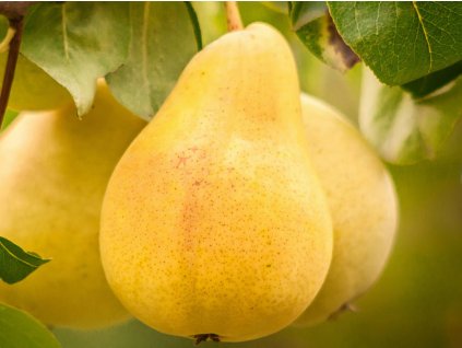 Hruška 'Nana Golden'
