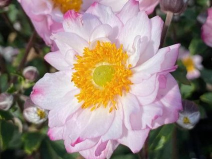 Veternica hupejská 'Royal Candy'  - Anemone hupehensis 'Royal Candy'