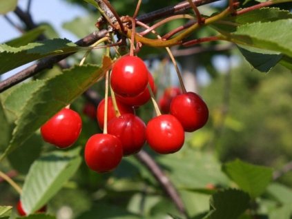 Višňa 'Wczesna Ludwika'