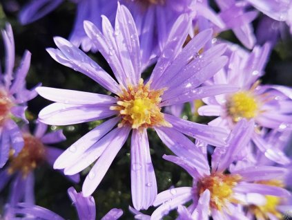 Astra krovita 'Paleček' - Aster dumosus 'Paleček'