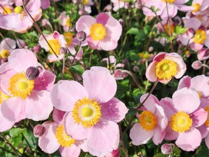 Veternica hupejská 'Little Princess'  - Anemone hupehensis 'Little Princess'