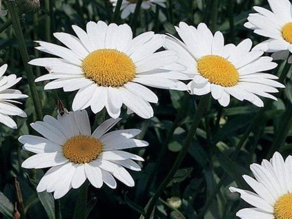 Margarétka veľkoúborová 'Becky' - Leucanthemum × superbum 'Becky'