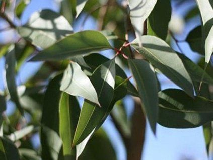 125475 2 eukalyptus citriodora