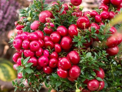 Libavka hrotitá 'Red XXL'