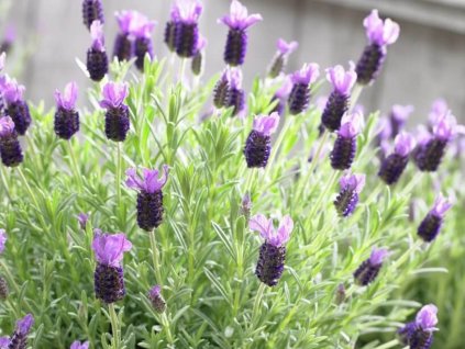Levanduľa korunkatá 'Anouk' - Lavandula stoechas 'Anouk'