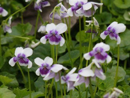 Viola hederacea (1)