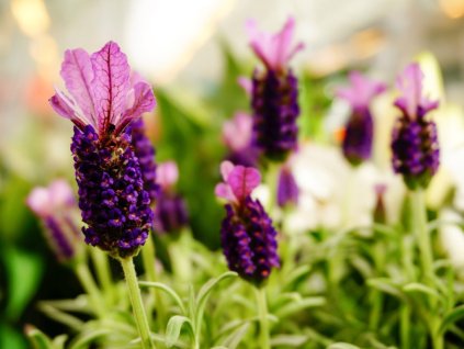 Levanduľa korunkatá Lamorosia 'Purple Flag' - Lavandula stoechas Lamorosia 'Purple Flag'