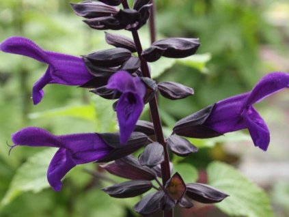 Šalvia Salgoon® 'Lake Onega Improved' - Salvia Salgoon® 'Lake Onega Improved'