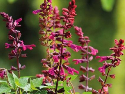 Šalvia Salgoon® 'Lake Strawberry' - Salvia Salgoon® 'Lake Strawberry'