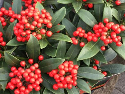 Skimia japonská 'Pabella'