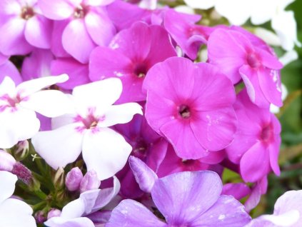 Plamienka latnatá - Phlox paniculata