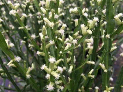 Baccharis genistelloides