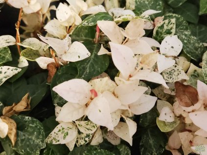 Trachelospermum Tricolor